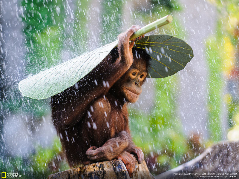 Illustration for article titled The Coolest Images From National Geographic's 2015 Photo Contest